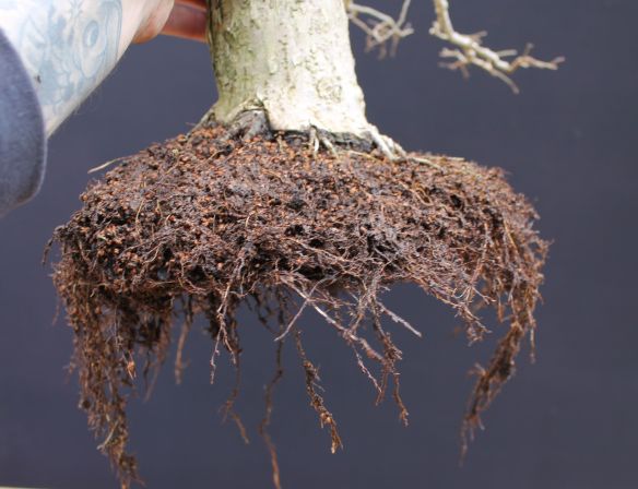 repotting a bonsai